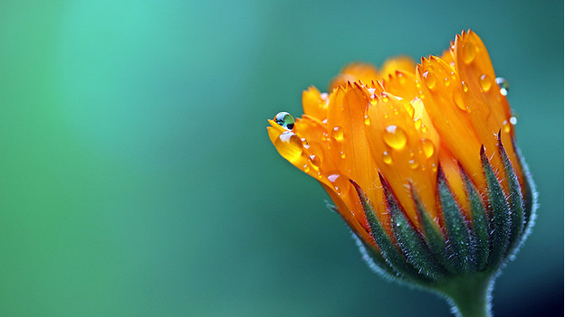 macro zoom
