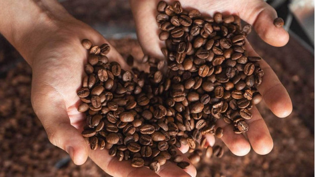 Specialty on sale coffee beans