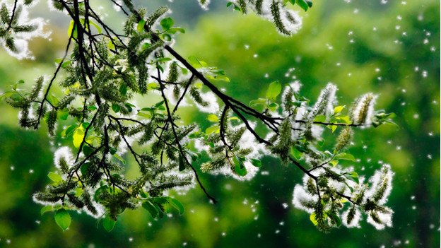 Luchtreiniger voor pollen