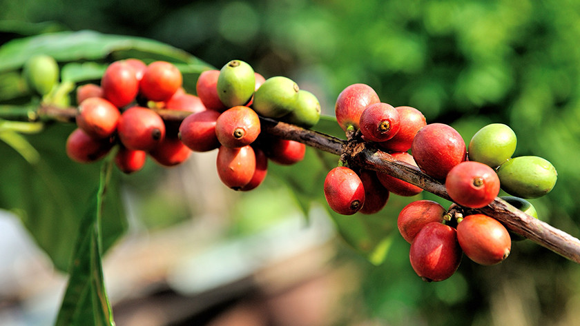 Arabica bean origin