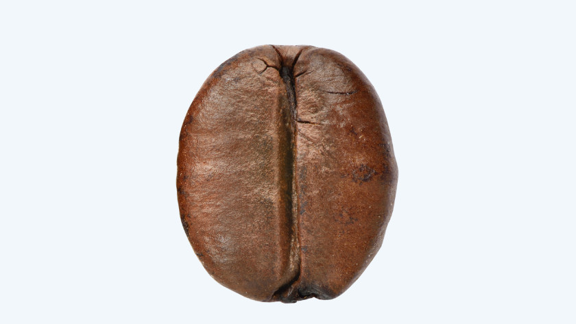 Arabica robusta on sale