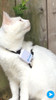 Tractive GPS Pet Locator (Afbeelding 1 van 3)