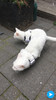 Tractive GPS Pet Locator (Afbeelding 2 van 3)