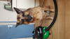 Numatic HHR-202 Harry Pets (Afbeelding 1 van 3)