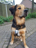 Tractive GPS pour chiens 4 (Image 3 de 3)