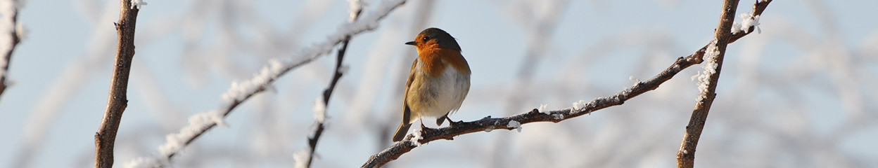 6 tips to get your garden ready for winter