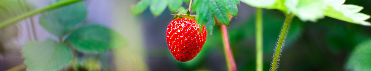 What's a macro lens and why should you choose one?