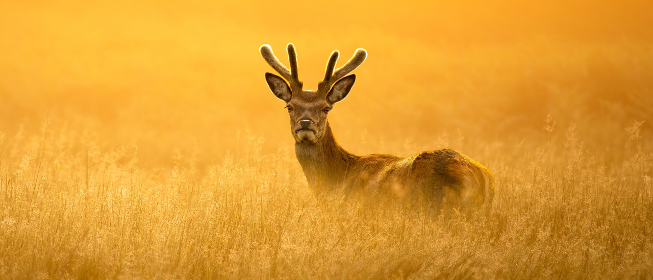 Dieren fotografie