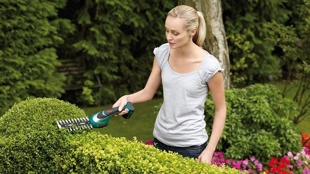 Buxushaag in vorm snoeien