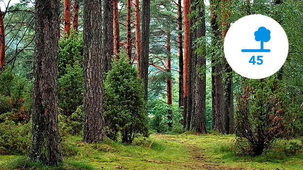 F needs 45 trees to grow for 1  year