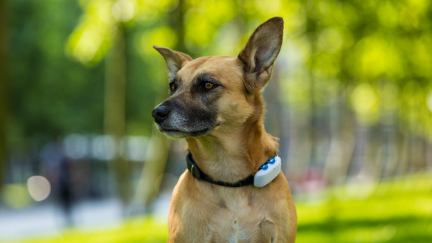 Hond met gps tracker Tractive