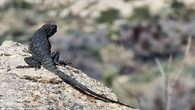 Regel van derden compositie foto smartphone