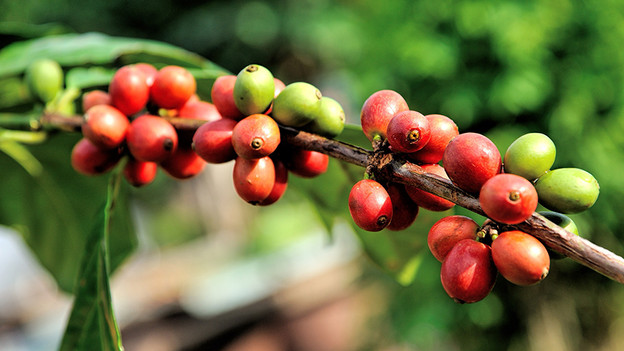 Arabica: groeit hoog