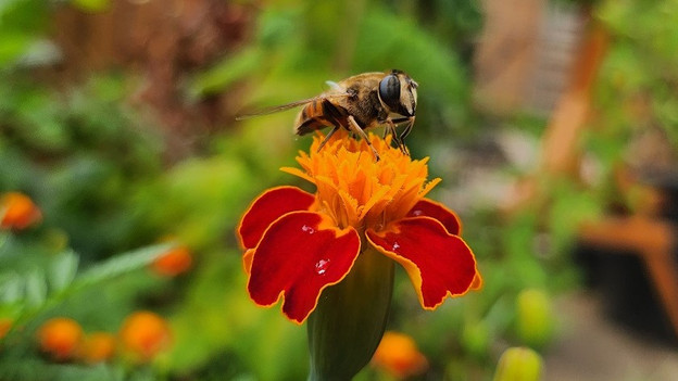 Macro lens of the Samsung Galaxy Z Flip 4