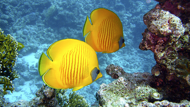 brightly colored fish