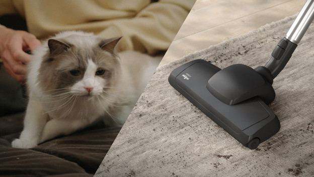 Animal: remove pet hairs from high-pile carpet