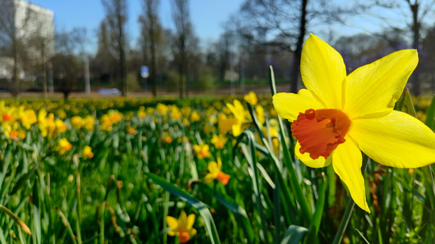 Bokeh effect OPPO Find X3