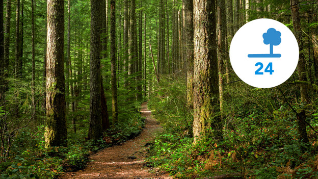 E kost 24 bomen een jaar lang groeien