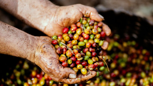 What are specialty coffee beans?