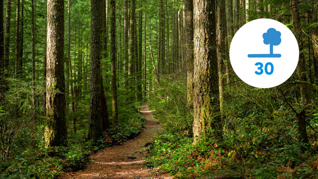 E kost 30 bomen een jaar groeien