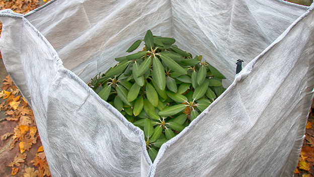 Protect outdoor plants against the cold