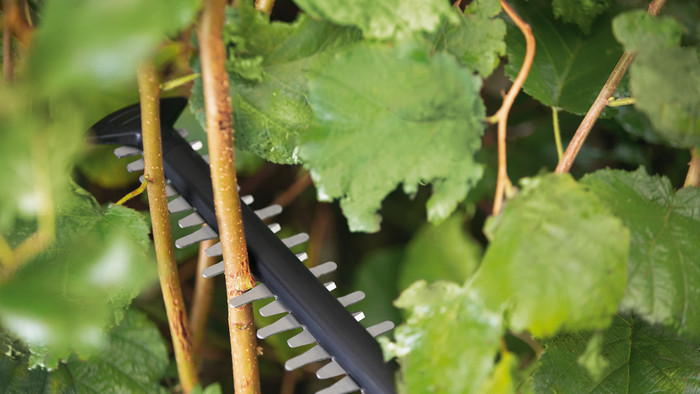 Bosch UniversalHedgeCut 18v-50 product in use