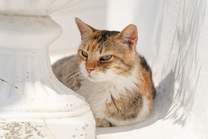 Tamron 25-200mm f/2.8-5.6 Di III VXD G2 Sony FE visual leverancier