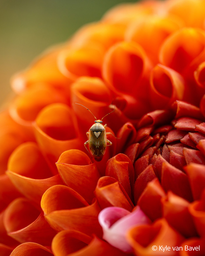 Sony FE 100mm f/2.8 Macro GM OSS visual leverancier