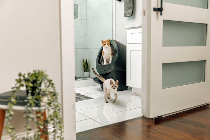 Whisker litter robot 4 Zwart product in gebruik