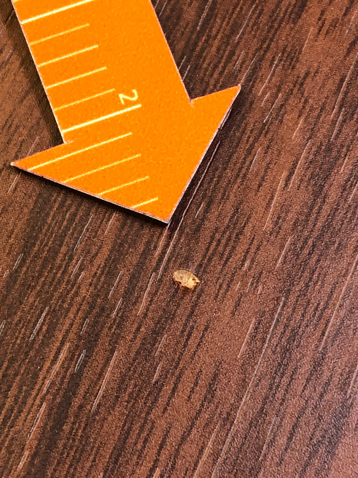 Denver MDA-525 Donkerbruin 