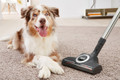 Miele Turbo Brush STB305-3 product in use