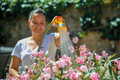 Hozelock Multi-Spraygun Spray Nozzle product in use