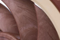 Noctua NF-A12x25 PWM Brun - Single Fan détail