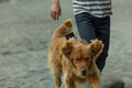 GoPro Fetch Dog Harness visual supplier