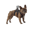GoPro Fetch Dog Harness visual supplier