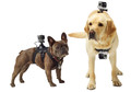 GoPro Fetch Dog Harness product in gebruik