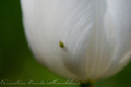 Nikon AF-S 85mm f&#x2F;3.5G ED VR DX Micro (Afbeelding 4 van 14)
