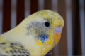 Nikon AF-S 85mm f&#x2F;3.5G ED VR DX Micro (Afbeelding 3 van 5)