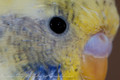 Nikon AF-S 85mm f&#x2F;3.5G ED VR DX Micro (Afbeelding 4 van 5)