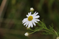 Canon EOS 70D + 18-135mm IS STM (Afbeelding 2 van 2)