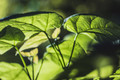 Canon EF 50mm f&#x2F;1.8 II (Afbeelding 3 van 32)