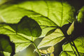 Canon EF 50mm f&#x2F;1.8 II (Afbeelding 4 van 32)