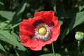 Canon EF 50mm f&#x2F;1.8 II (Afbeelding 1 van 32)