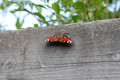 Canon EF 50mm f&#x2F;1.8 II (Afbeelding 2 van 32)