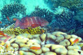 Panasonic Lumix DMC-FT30 Red (Image 4 of 5)