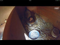 Google Nest Cam IQ Indoor (Afbeelding 4 van 15)