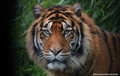 Sigma 150-600mm f&#x2F;5-6.3 DG OS HSM C Canon (Image 3 of 10)