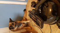 Numatic HHR-202 Harry Pets (Afbeelding 2 van 3)