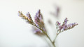 Sony FE 50mm f&#x2F;2.8 Macro (Afbeelding 2 van 4)