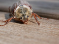 Panasonic Lumix G Macro 30mm f&#x2F;2.8 ASPH Mega O.I.S. (Afbeelding 1 van 2)